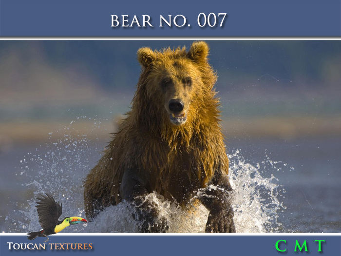 [Toucan Textures] Bear No. 007