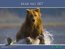 [Toucan Textures] Bear No. 007