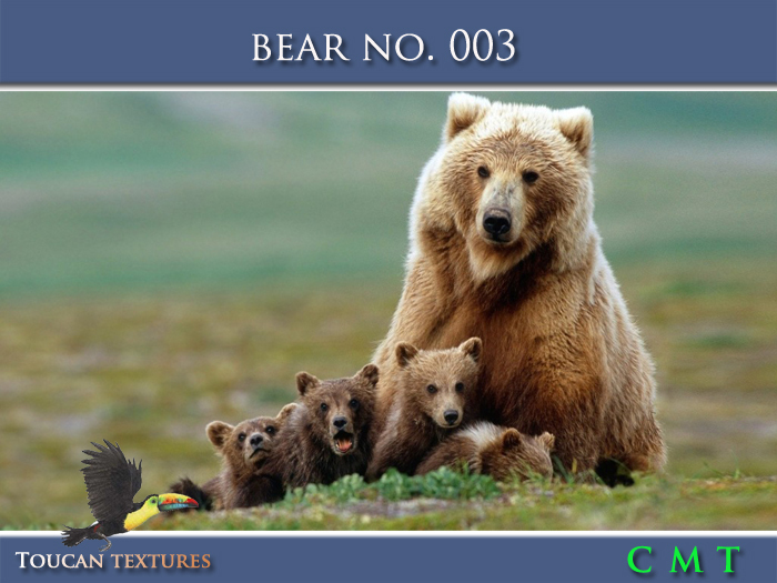 [Toucan Textures] Bear No. 003