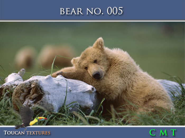 [Toucan Textures] Bear No. 005