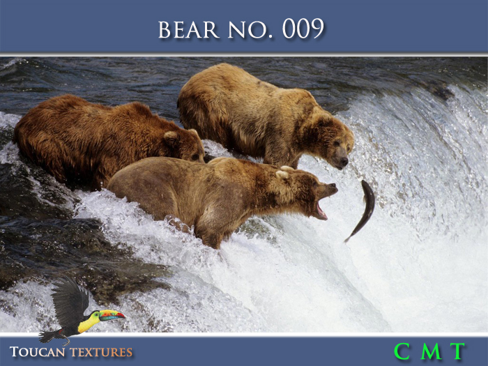 [Toucan Textures] Bear No. 009