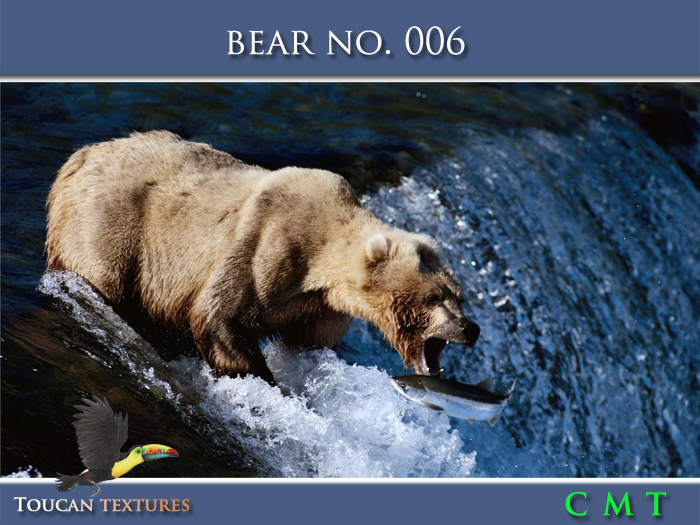 [Toucan Textures] Bear No. 006