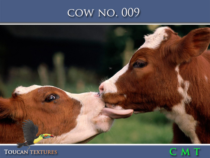 [Toucan Textures] Cow No. 009