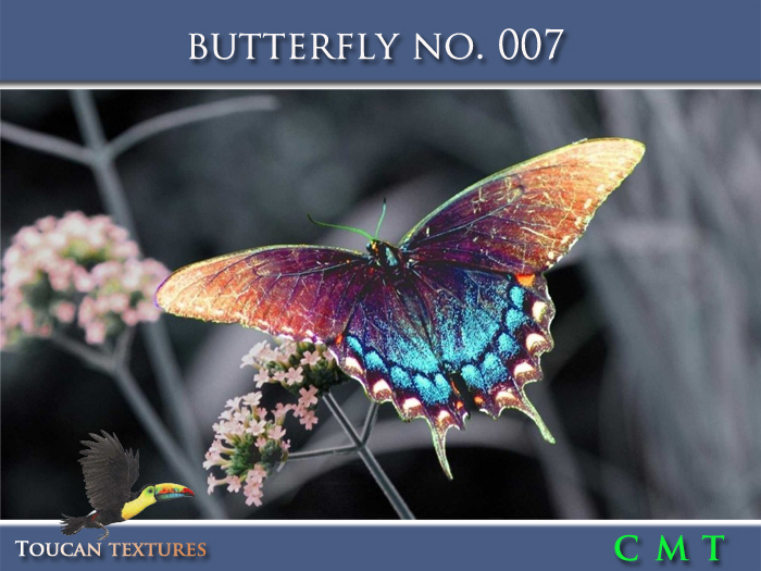 [Toucan Textures] Butterfly No. 007