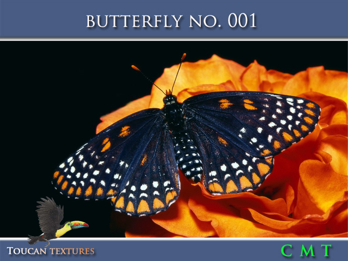 [Toucan Textures] Butterfly No. 001