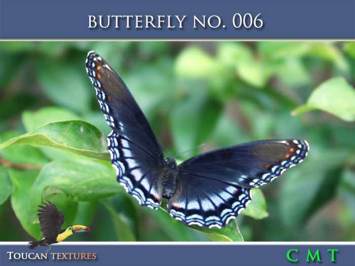 [Toucan Textures] Butterfly No. 006