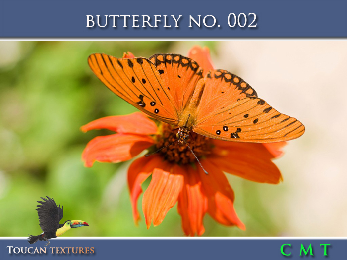 [Toucan Textures] Butterfly No. 002