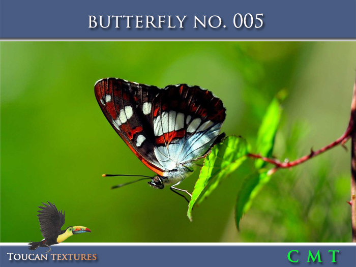 [Toucan Textures] Butterfly No. 005