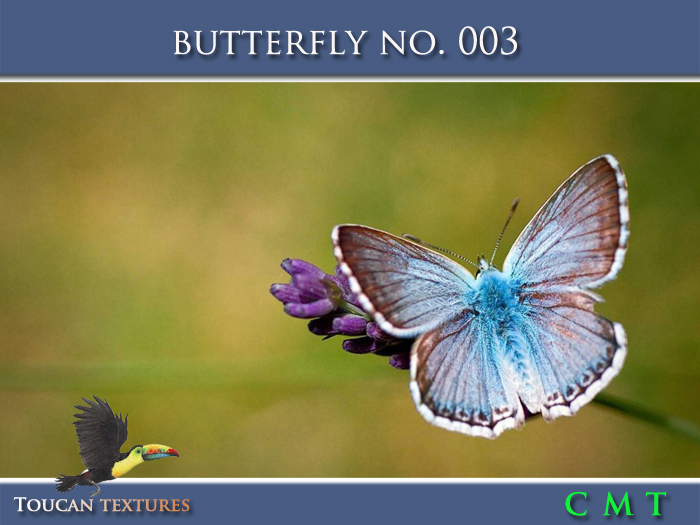 [Toucan Textures] Butterfly No. 003