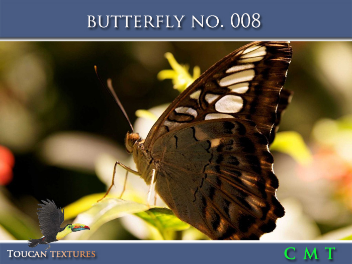 [Toucan Textures] Butterfly No. 008