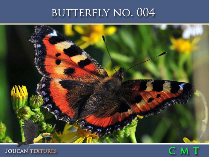 [Toucan Textures] Butterfly No. 004