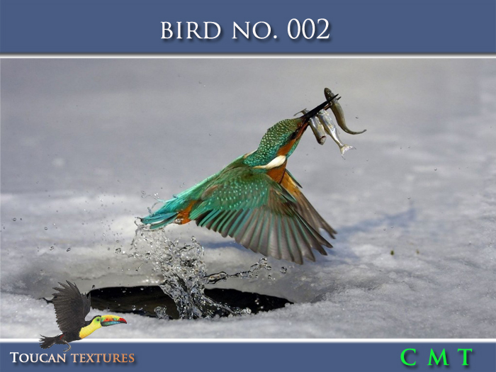 [Toucan Textures] Bird No. 002