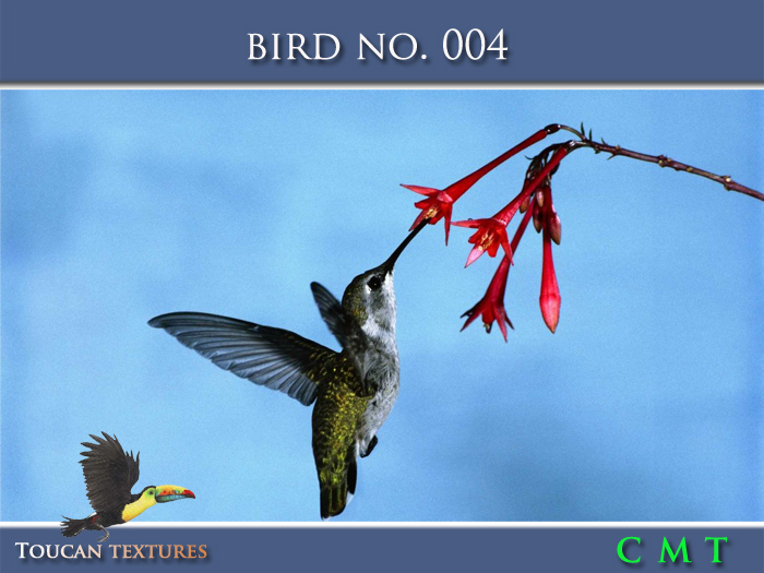 [Toucan Textures] Bird No. 004