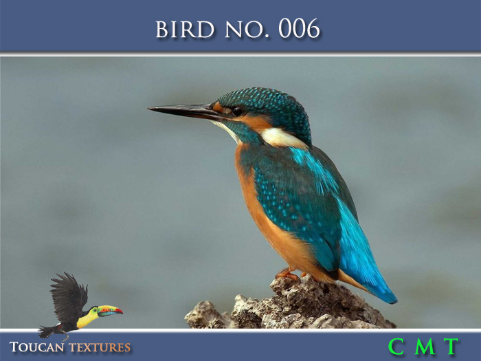[Toucan Textures] Bird No. 006
