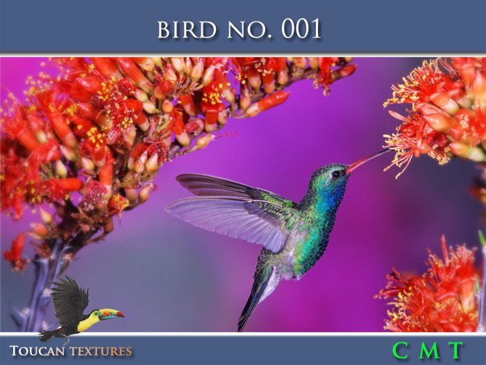 [Toucan Textures] Bird No. 001