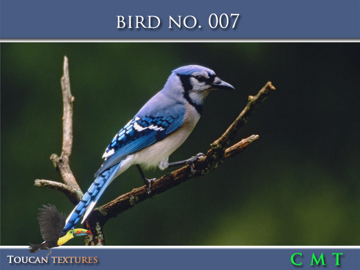[Toucan Textures] Bird No. 007