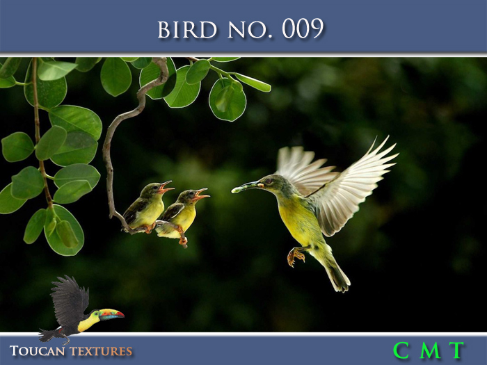 [Toucan Textures] Bird No. 009