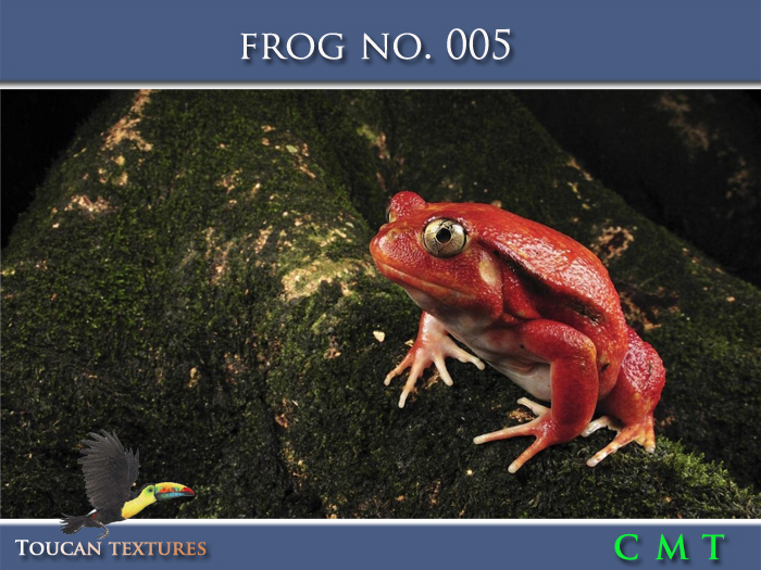 [Toucan Textures] Frog No. 005