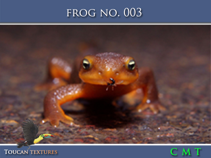 [Toucan Textures] Frog No. 003
