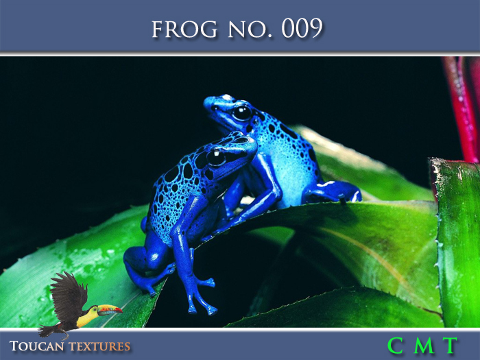 [Toucan Textures] Frog No. 009