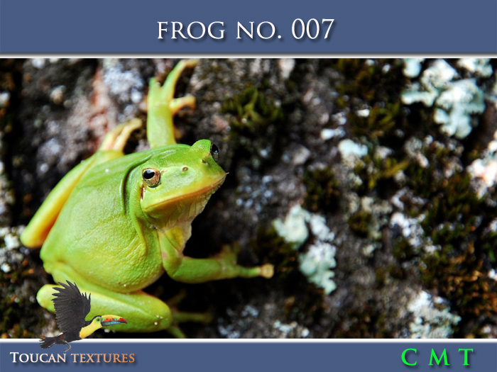 [Toucan Textures] Frog No. 007