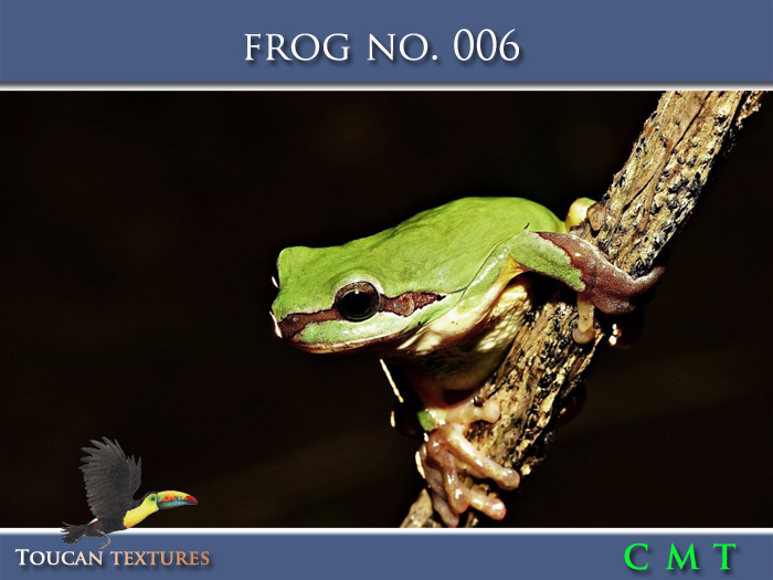 [Toucan Textures] Frog No. 006