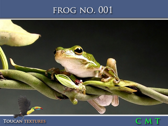 [Toucan Textures] Frog No. 001