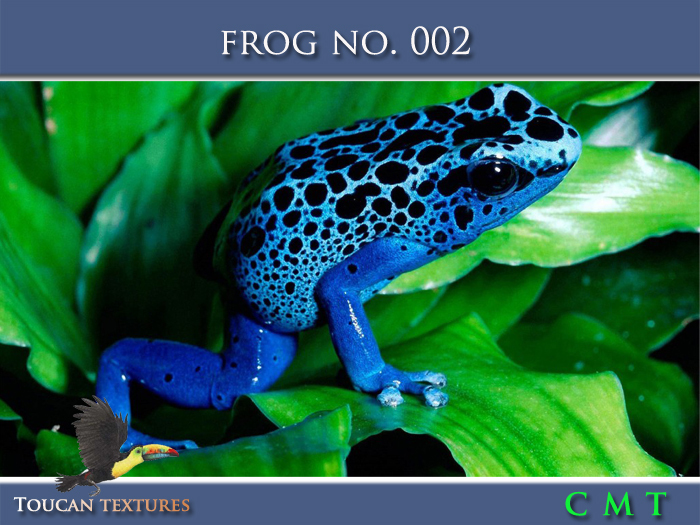[Toucan Textures] Frog No. 002