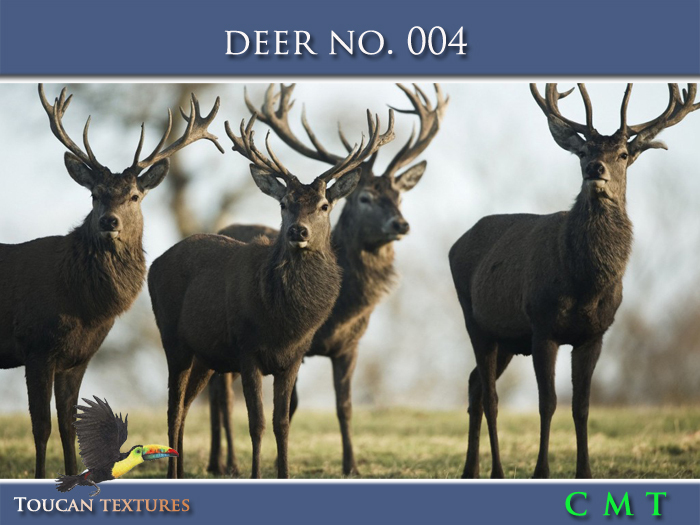 [Toucan Textures] Deer No. 004