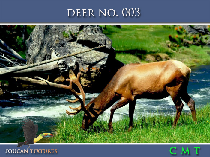 [Toucan Textures] Deer No. 003