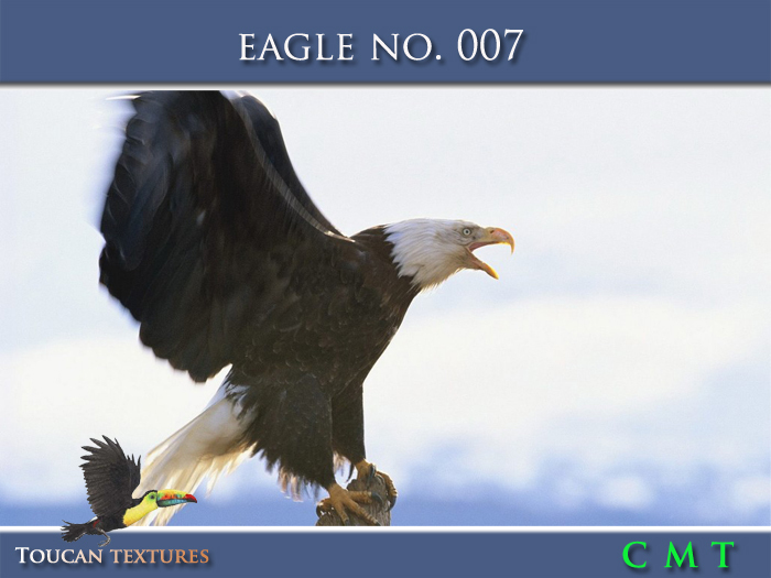 [Toucan Textures] Eagle No. 007