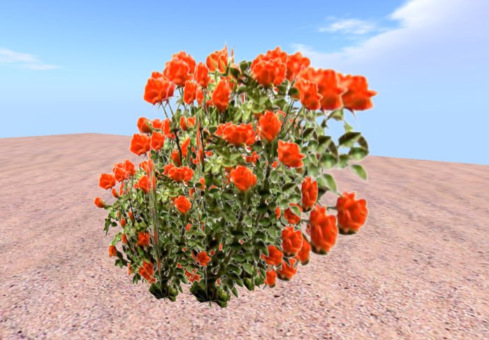 Rose bush bright red 12