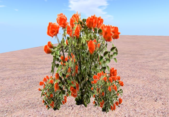 Rose bush bright red 13