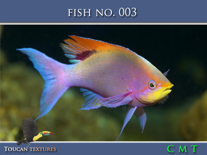 [Toucan Textures] Fish No. 003