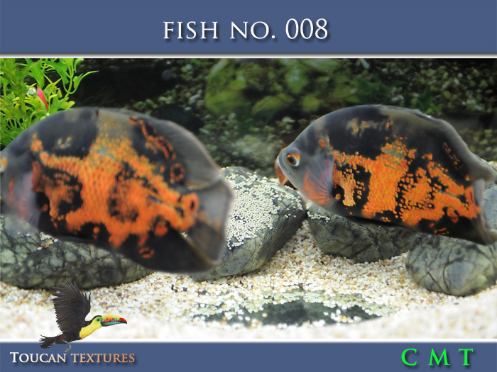 [Toucan Textures] Fish No. 008