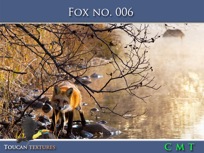 [Toucan Textures] Fox No. 006