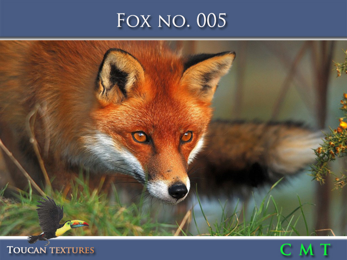 [Toucan Textures] Fox No. 005