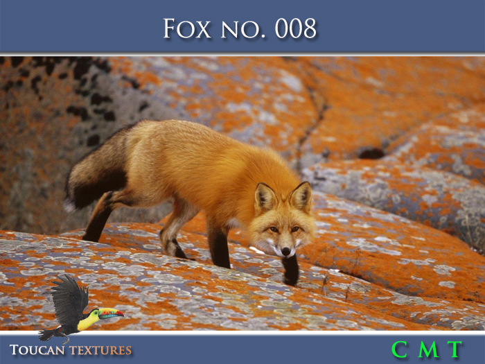 [Toucan Textures] Fox No. 008