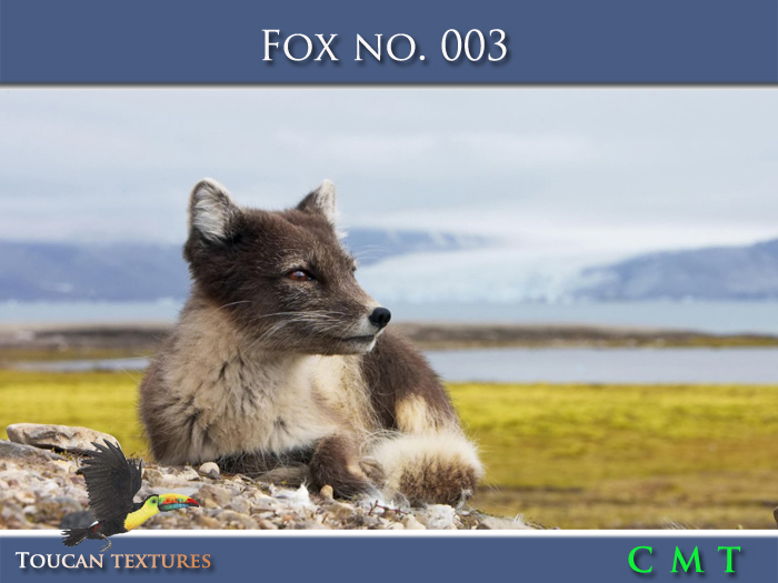 [Toucan Textures] Fox No. 003