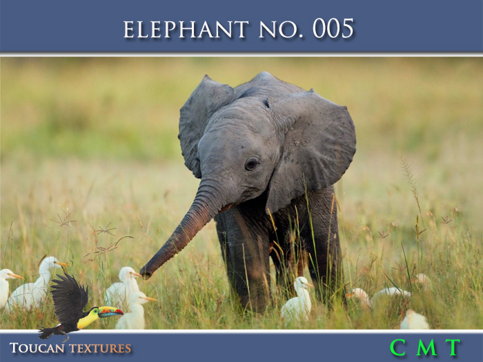 [Toucan Textures] Elephant No. 005