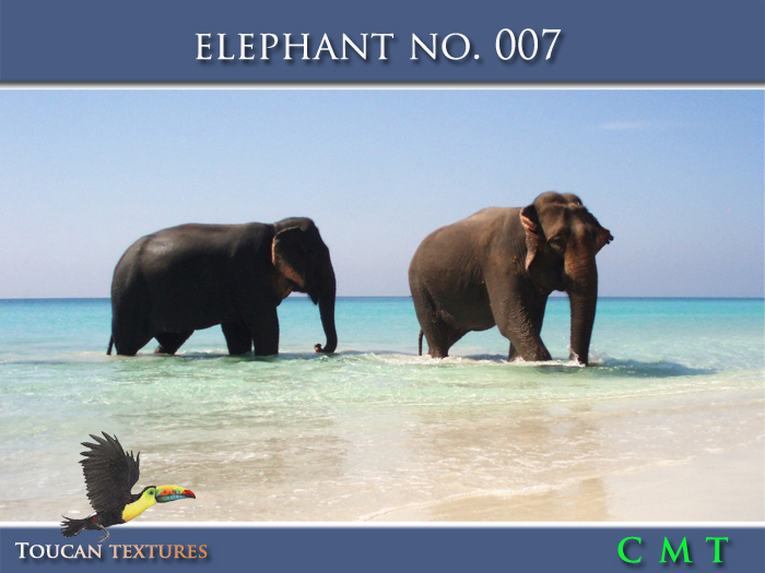 [Toucan Textures] Elephant No. 007