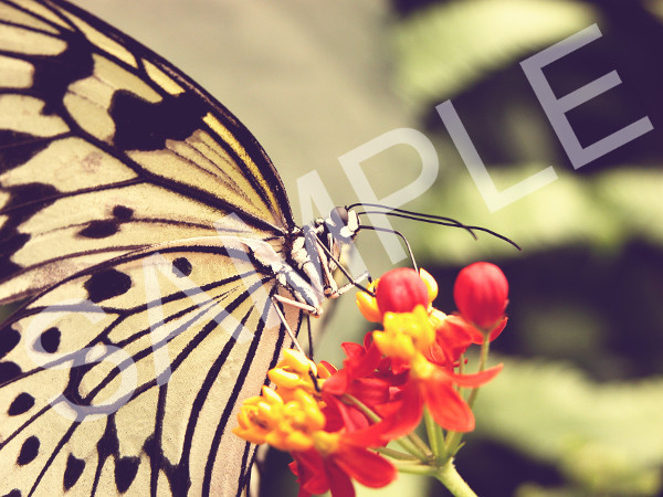 HPG - Framed Butterfly With Red and Yellow Flower Poster