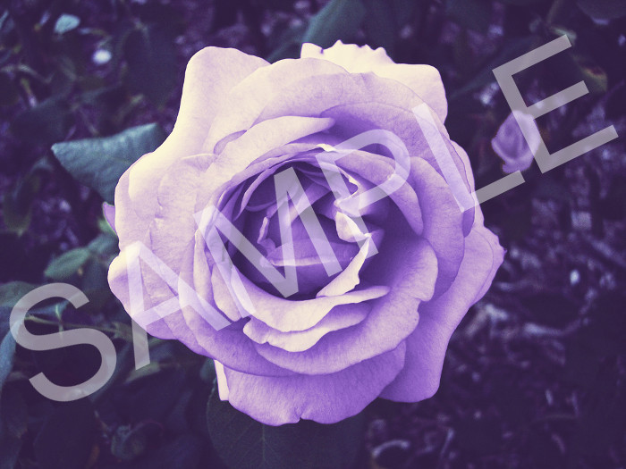 HPG - Framed Butterfly With Red and Yellow Flower Poster