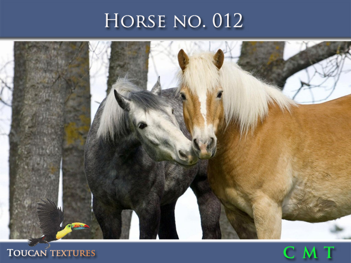 [Toucan Textures] Horse No. 012