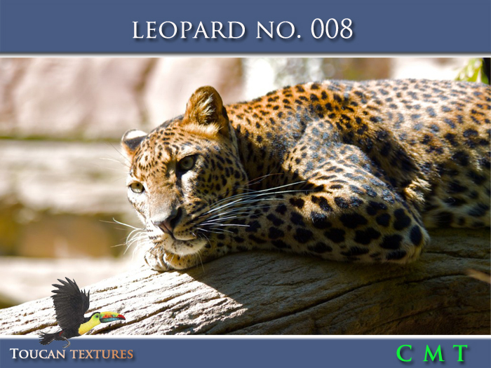 [Toucan Textures] Leopard No. 008