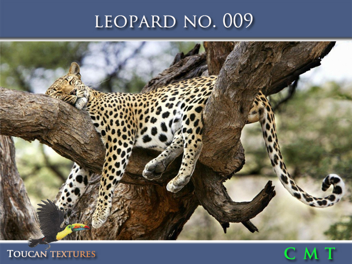 [Toucan Textures] Leopard No. 009