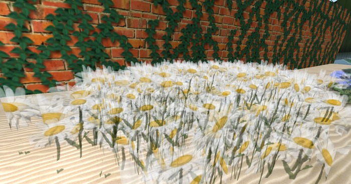 daisies