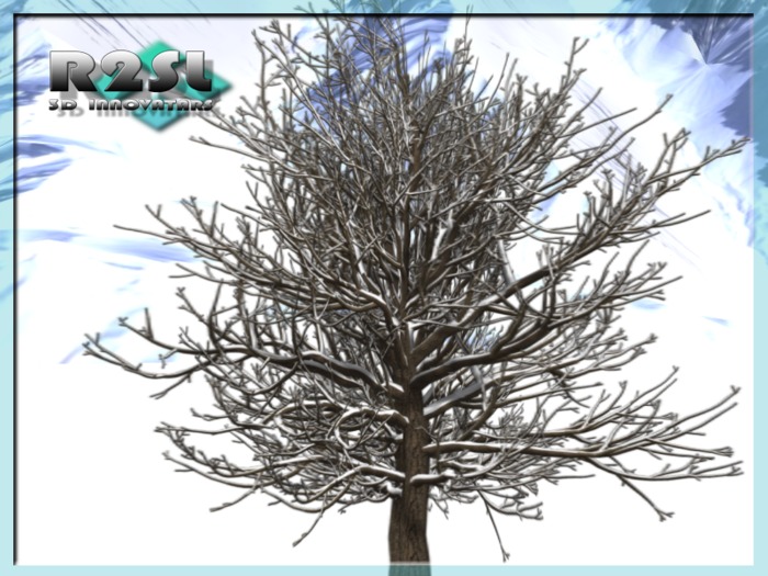 Snow Covered Oak IV [B]