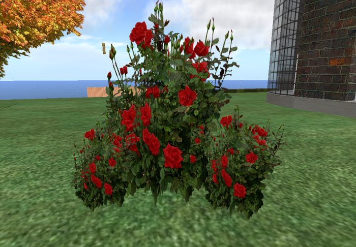 rose bush red 3