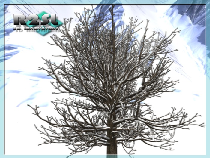 Snow Covered Oak III [B]